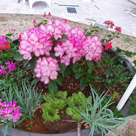Apartman Rale *