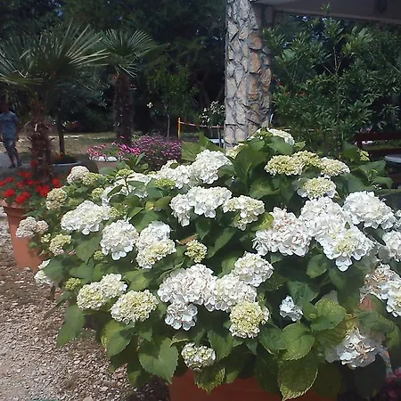 Apartment Rale Umag